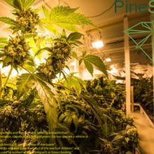 Pine Street Cannabis Company Website