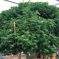 Ultra Health Albuquerque - Nob Hill Birdland Website