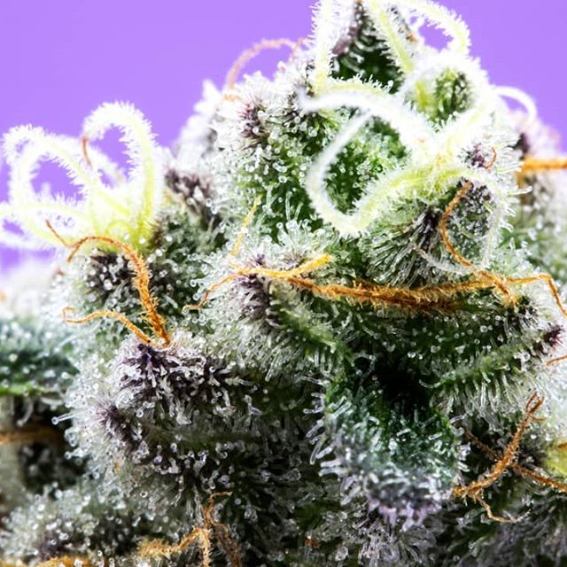 Urban Dispensary Website