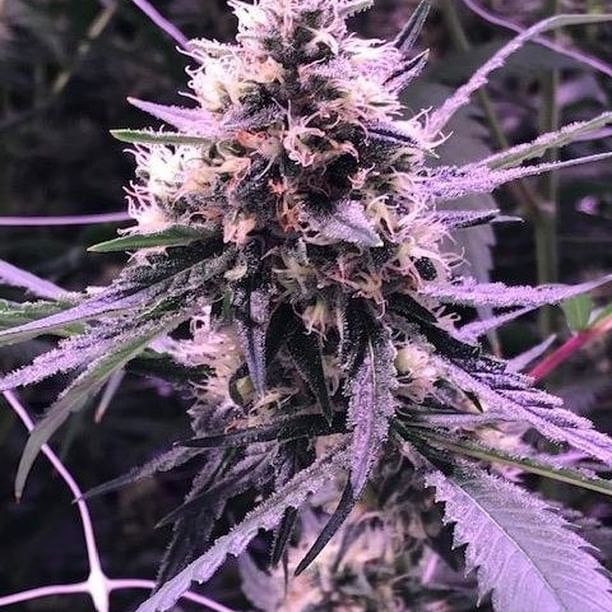 Revolutionary Clinics - Fresh Pond Website