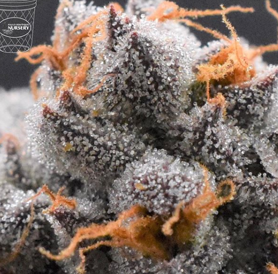 Paul's Boutique Nursery Website