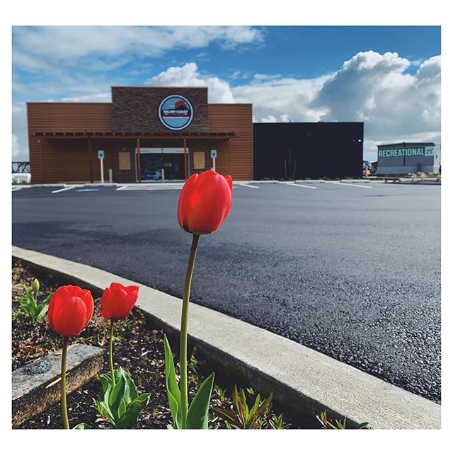 Salish Coast Cannabis Website