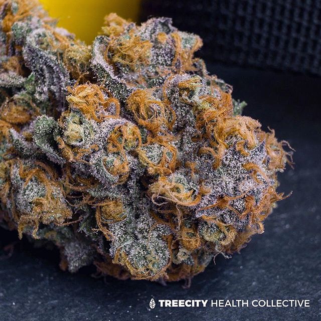 Treecity Health Collective Website