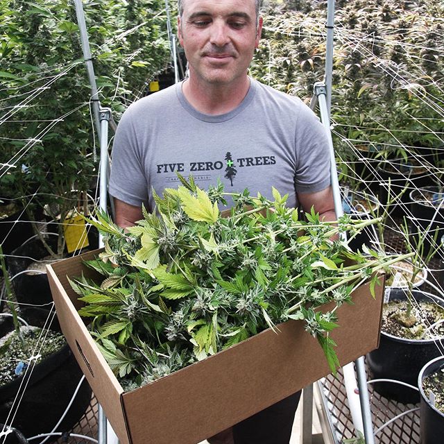 Five Zero Trees Dekum Website