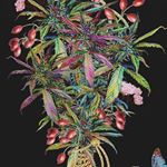 New Mexico Alternative Care Website