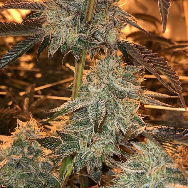 Grass Monkey Cannabis Company Website