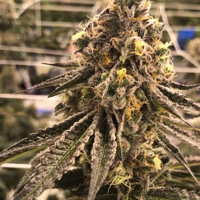 Shango Win Sivers "Airport" Website