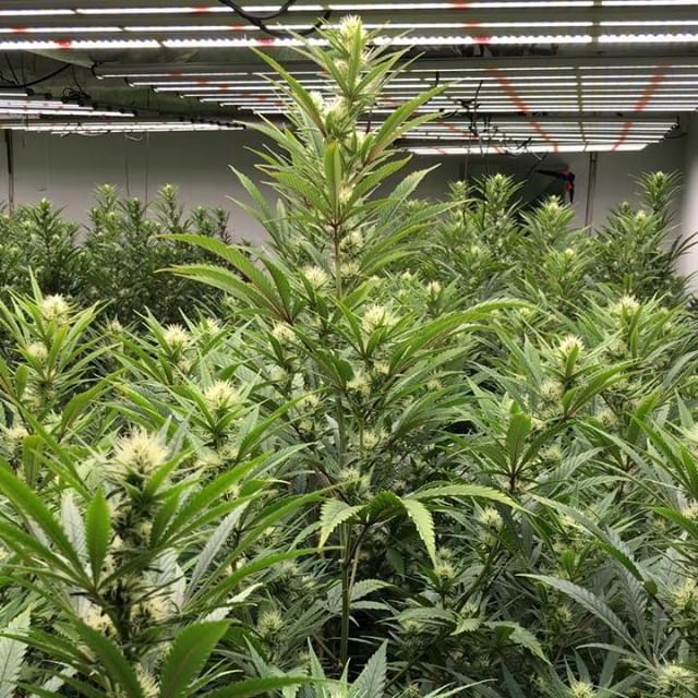 1:11 Dispensary Website