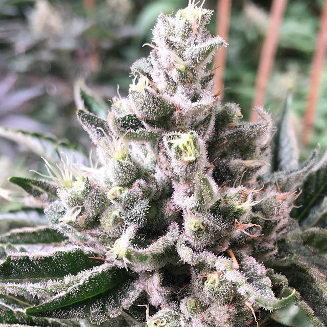 Lovelight Medicinals Website