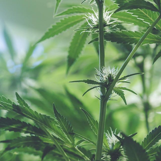 Starbuds Aurora Website