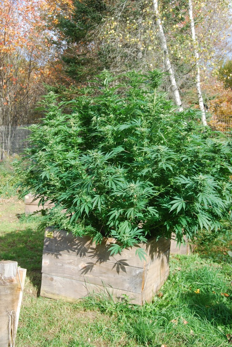 New World Organics Website