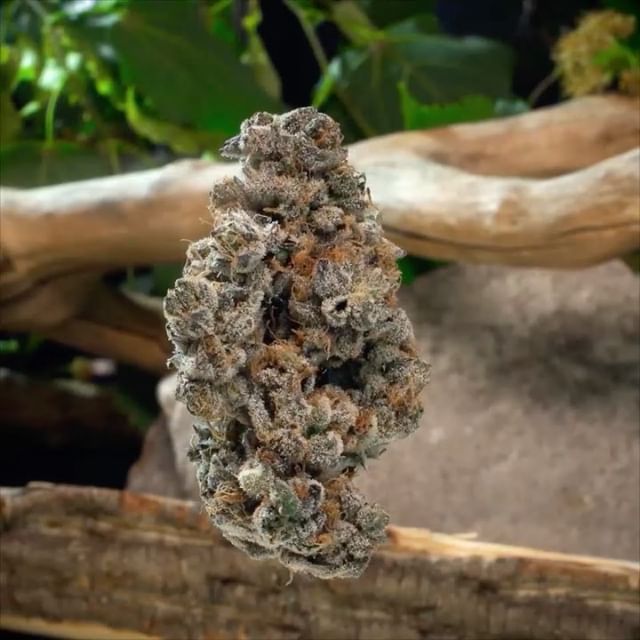 Treecity Health Collective Website