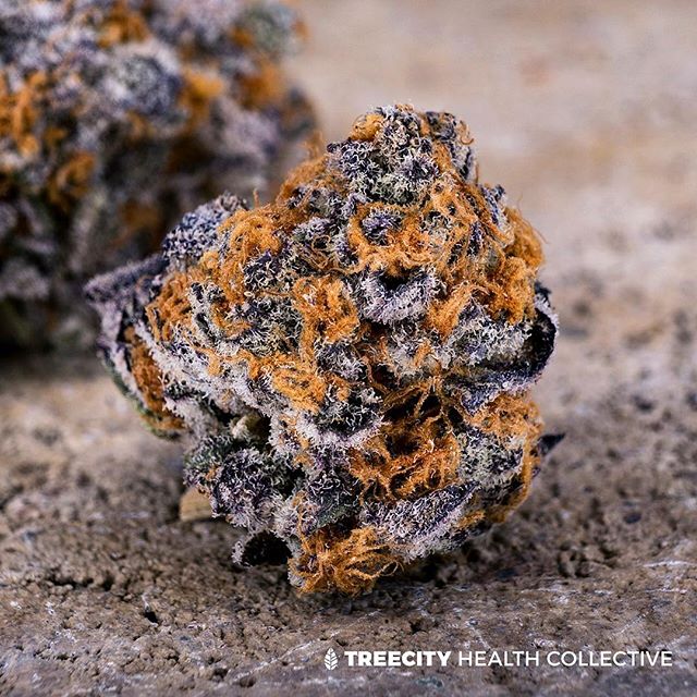 Treecity Health Collective Website