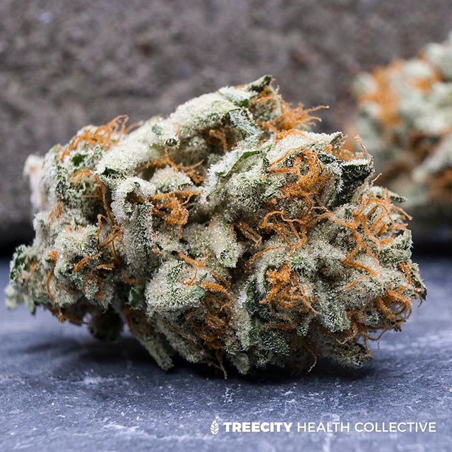 Treecity Health Collective Website