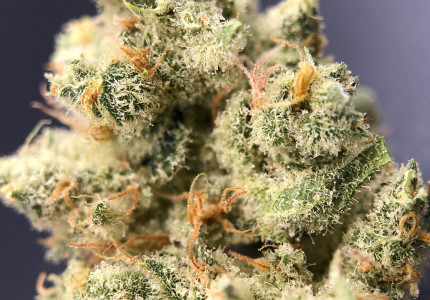 PurLife - Montgomery Website