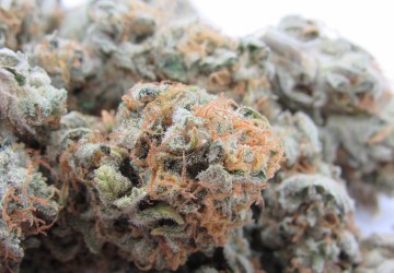 Selmer Farms Website