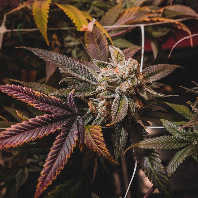 Cultivate Recreational Website