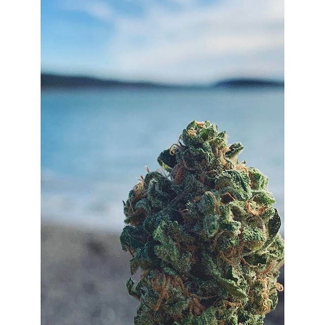 Salish Coast Cannabis Website