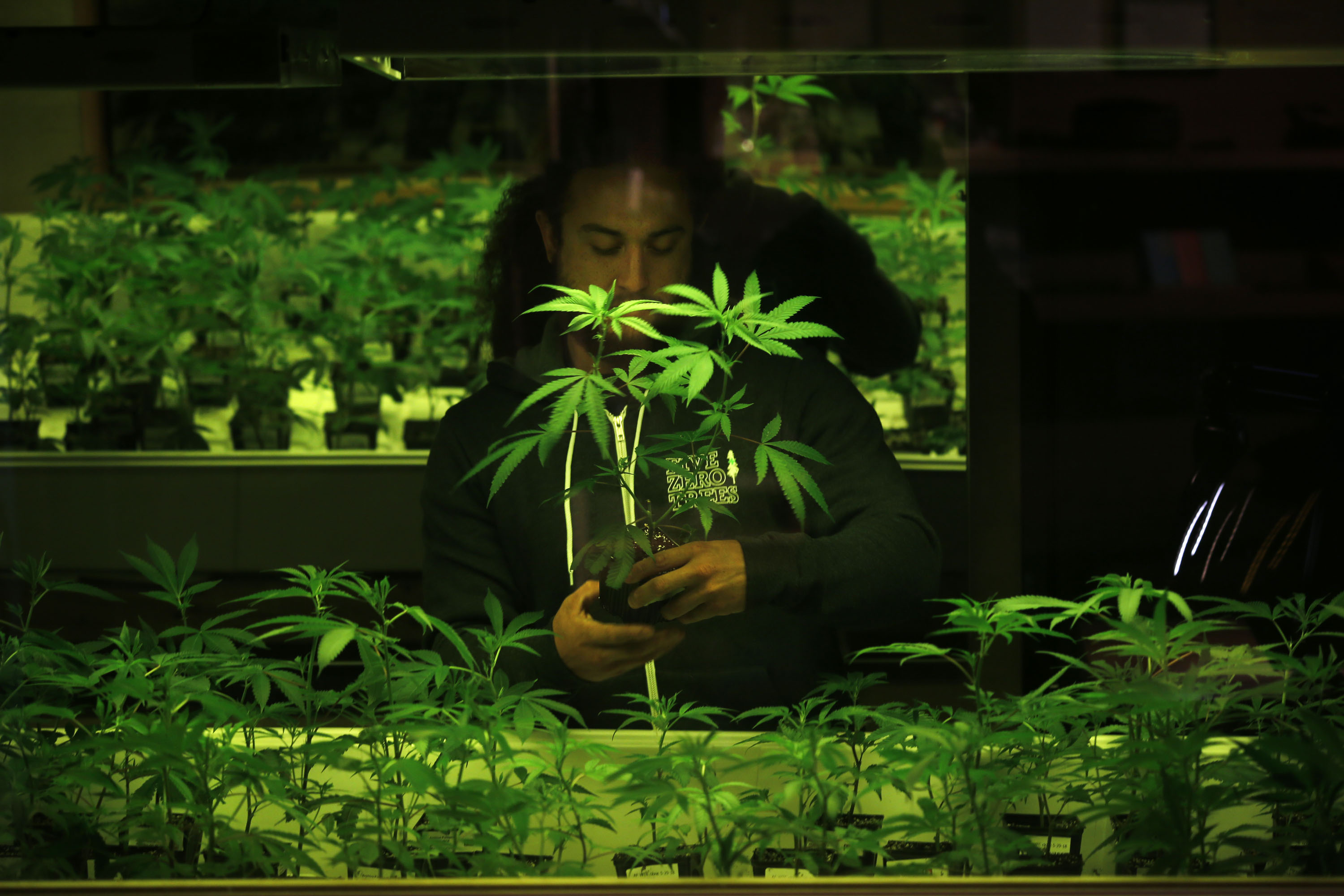 Five Zero Trees West Website