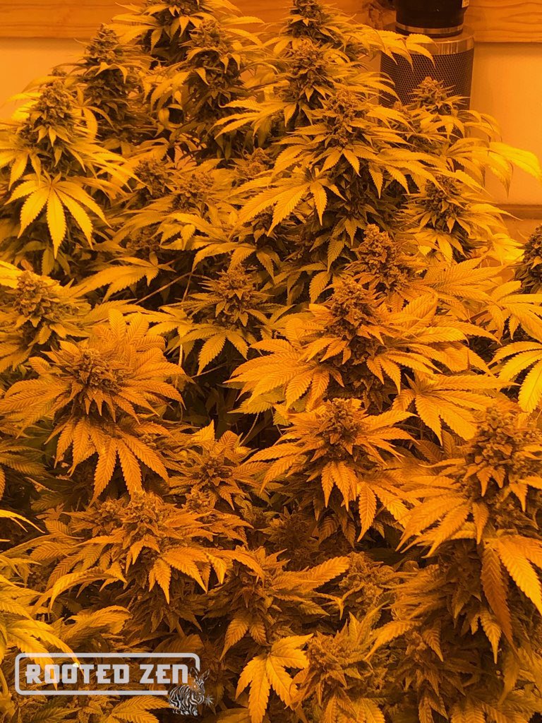 Rooted Zen Dispensary (Coming Soon!) Website