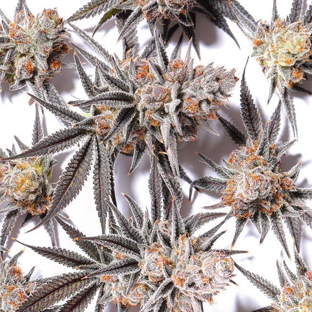 CANOPI - North Las Vegas Website