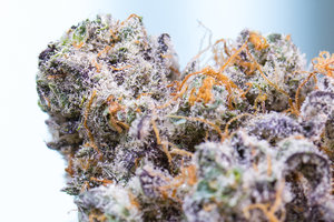 The Vth LMNT Hillsboro Website