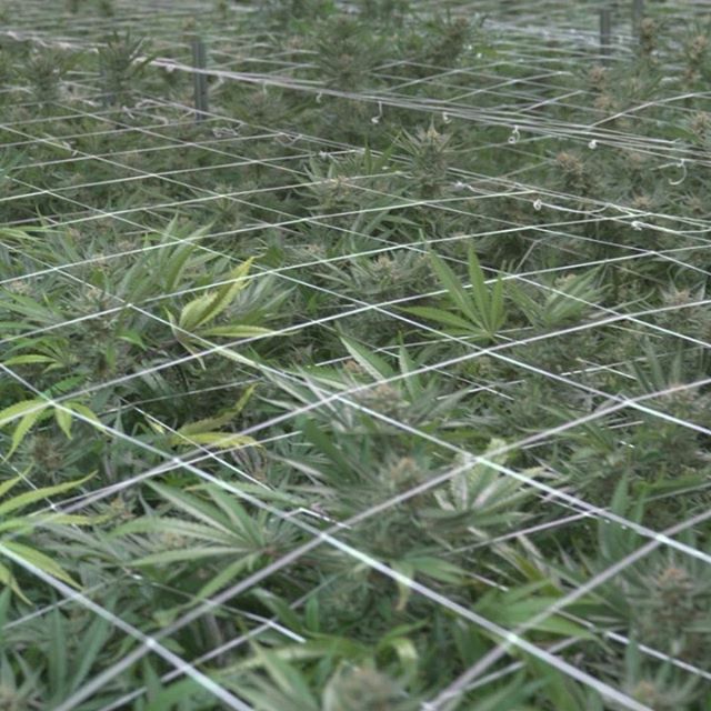 Trulieve - Dadeland Website