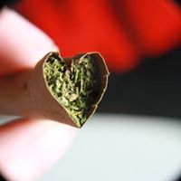 Tree House Collective Website