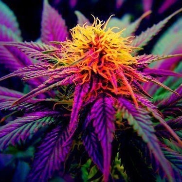 MMJDoctorOnline.com - Hayward Website