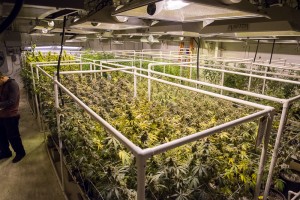 Trill Alternatives - MEDICAL Website