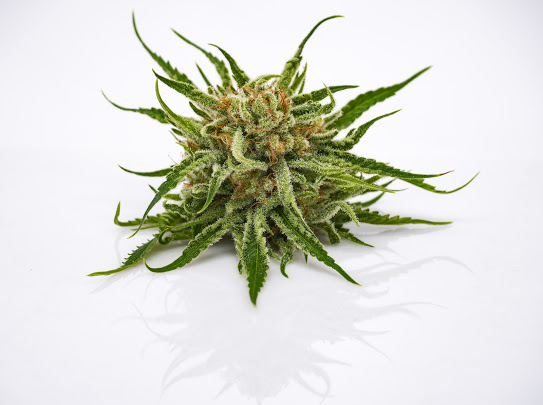 Plantae Bend Website