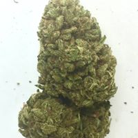 Foothill Grove Nursery Website