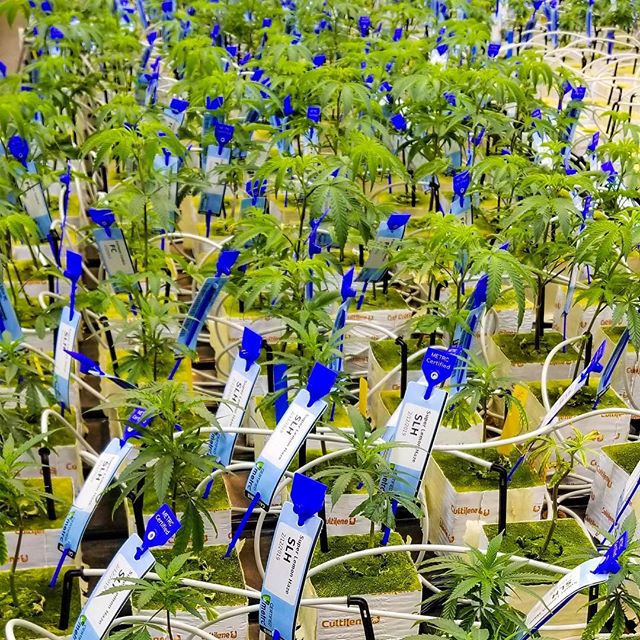 Cannabis Nation Seaside Website