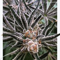 Ultra Health Albuquerque - Nob Hill Birdland Website