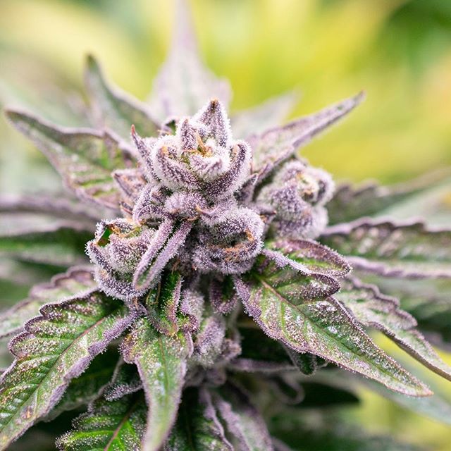 Central Ave Compassionate Care Website