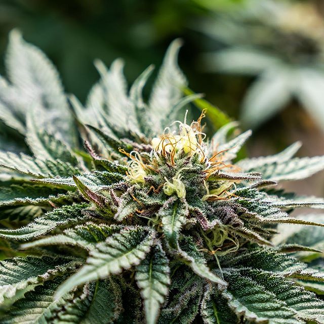 Cinder - Downtown Spokane Website