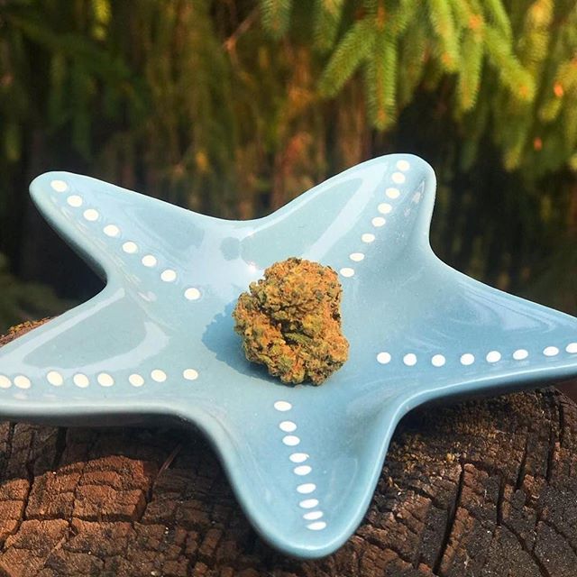 Mr. Nice Guy - State St. Website