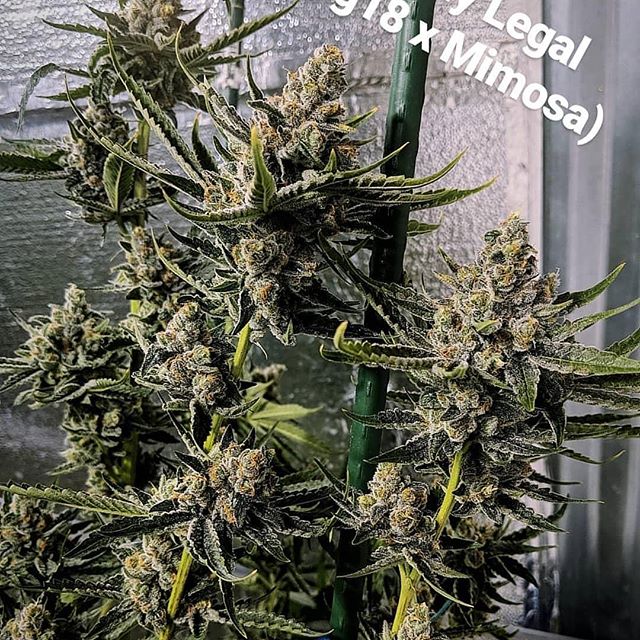 CannaBotica - Recreational Website