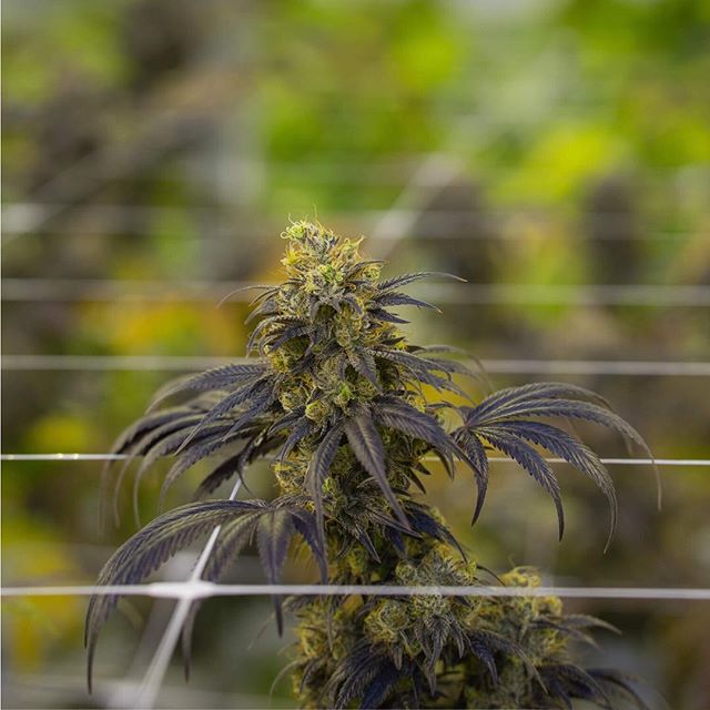 Apothca - Arlington Website