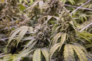 Trill Alternatives - MEDICAL Website