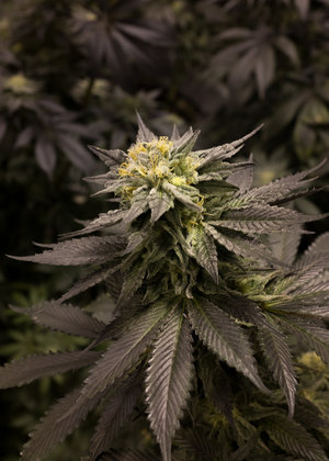 Ace's Place - Recreational Website