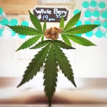 Pine Street Cannabis Company Website