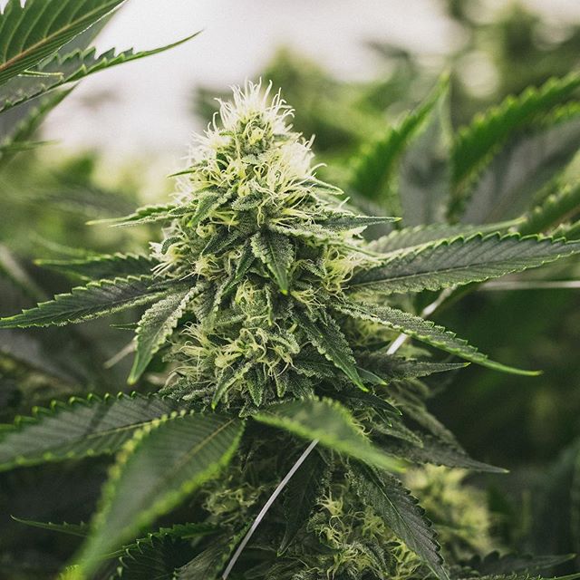 Health for Life Crismon Website