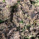 Medicine Man - Aurora Website