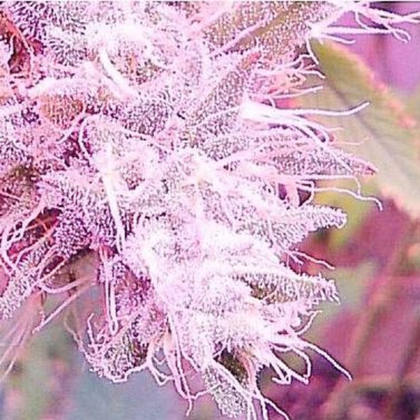 Freedom Road Dispensary Brickyard Cannabis Company Details Infuzes