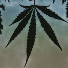 Pine Street Cannabis Company Website