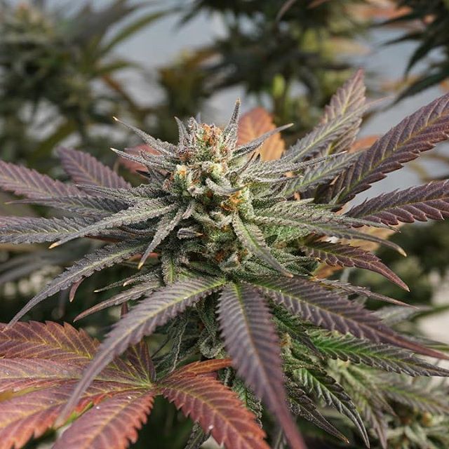 Green Pharms Dispensary Mesa Website