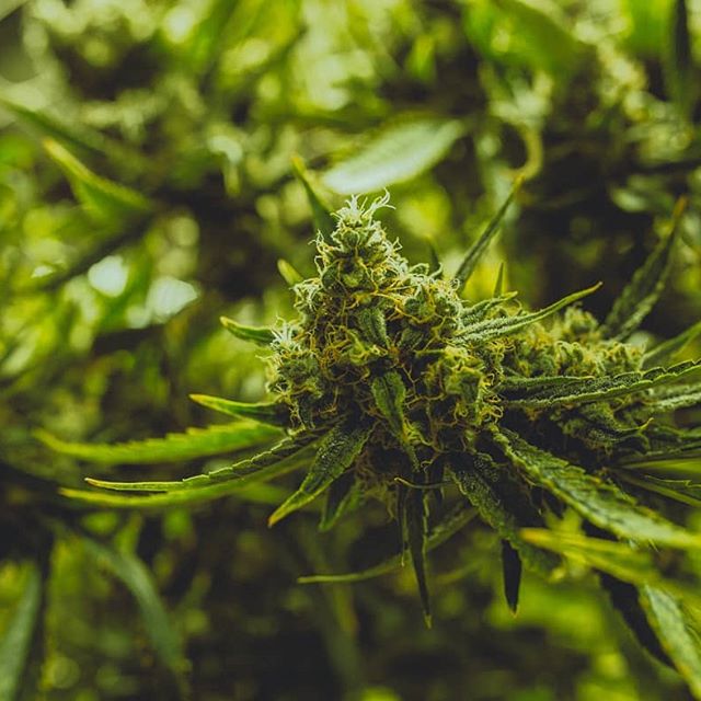 Oregon Bud Company - Beaverton Website