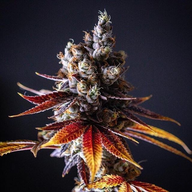 Purple Lotus Patient Center Website