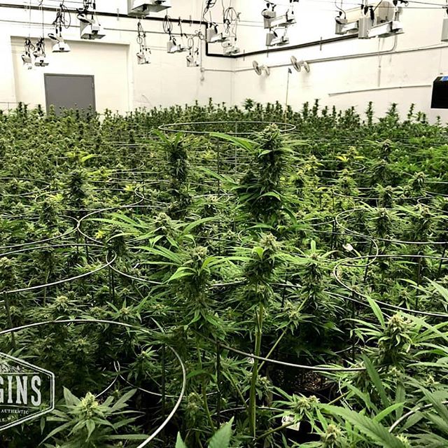 Origins - West Seattle Website